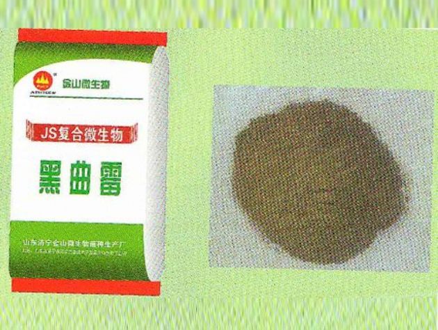 點(diǎn)擊查看詳細(xì)信息<br>標(biāo)題：黑曲霉 閱讀次數(shù)：2909