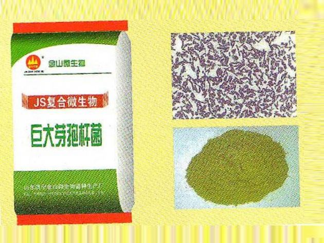 點(diǎn)擊查看詳細(xì)信息<br>標(biāo)題：巨大芽孢桿菌 閱讀次數(shù)：2811